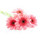 Pink Gerberas